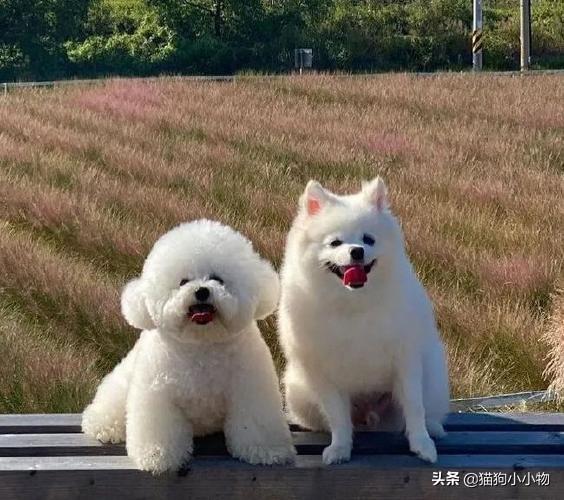 博美犬的智商排名第几