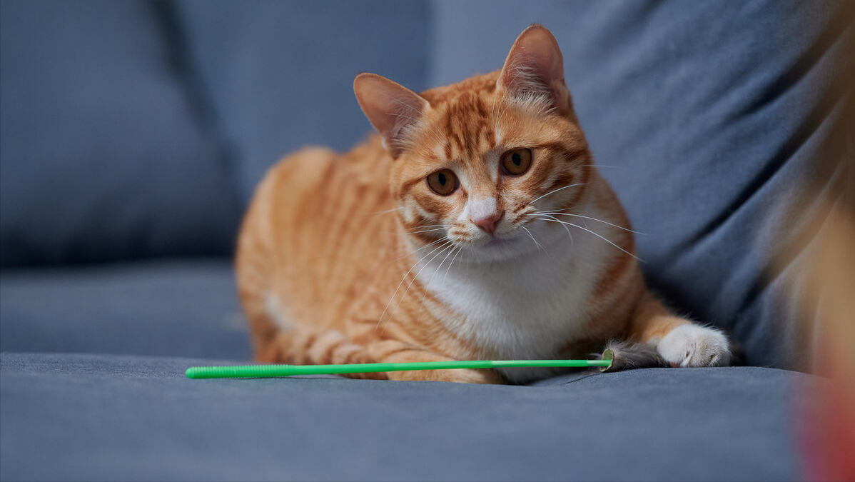 猫腹水症状怎么治疗还能救吗