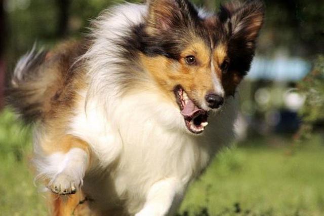 喜乐蒂牧羊犬价格多少钱一只