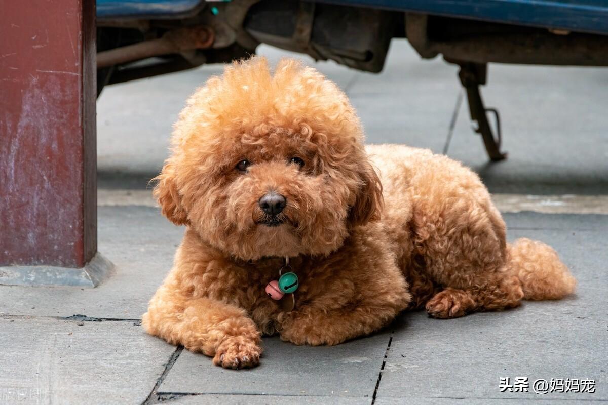 小型犬泰迪狗多少钱一只