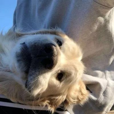 宠物狗狗名字大全