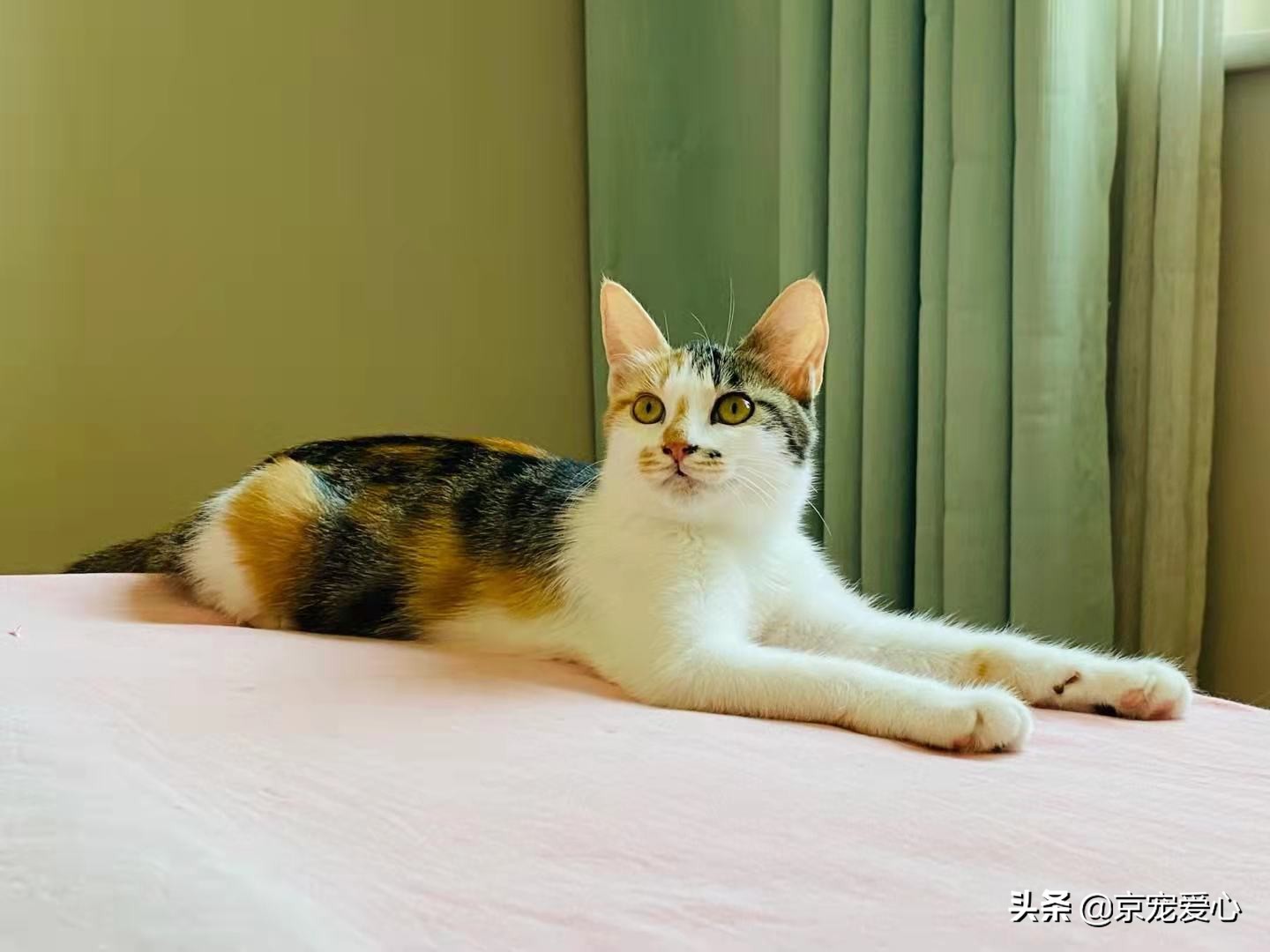 北京猫咪领养平台有哪些