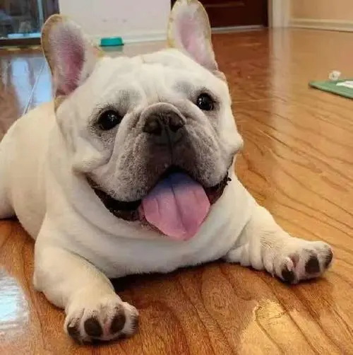 波士顿梗和法斗哪个贵