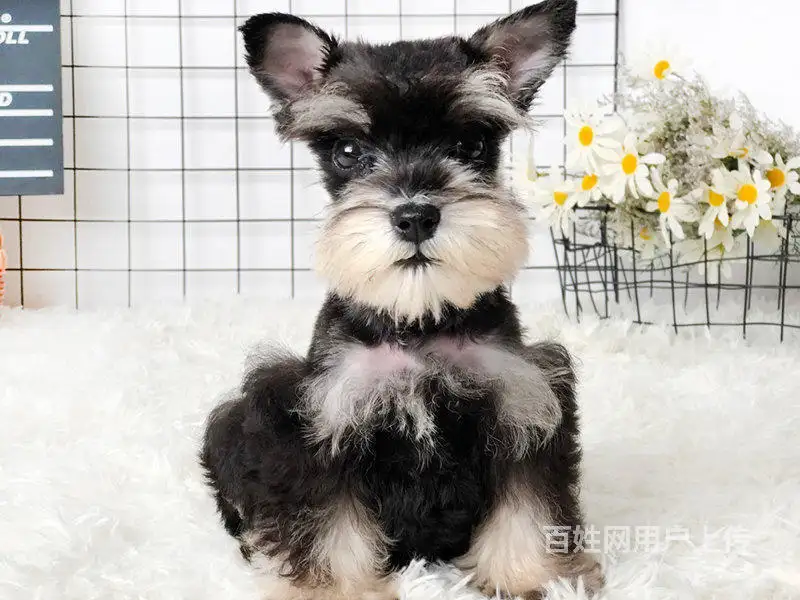 白色雪瑞纳犬多少钱一只