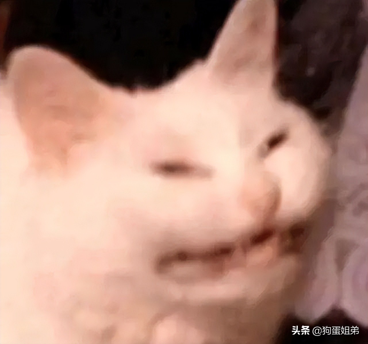 猫吃了会睡觉的药