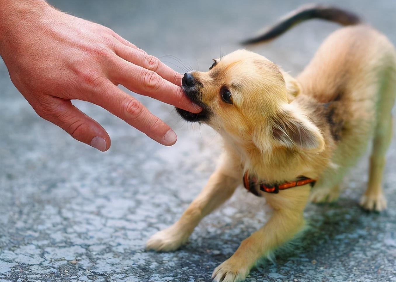 家里的狗抓了一下有淡淡红痕怎么办