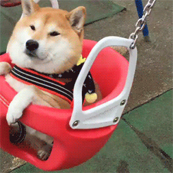 适合独居女生养的护卫犬