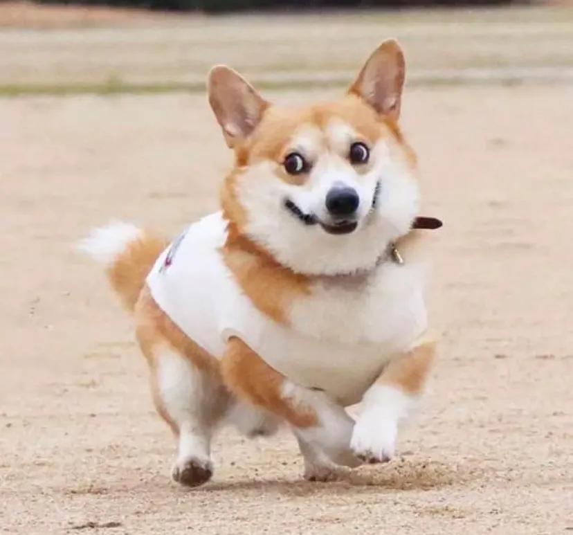 三色柯基和两色柯基哪个贵