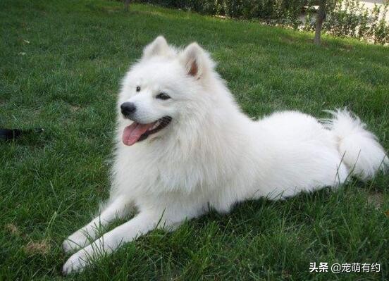 萨摩耶犬怎么训练听话