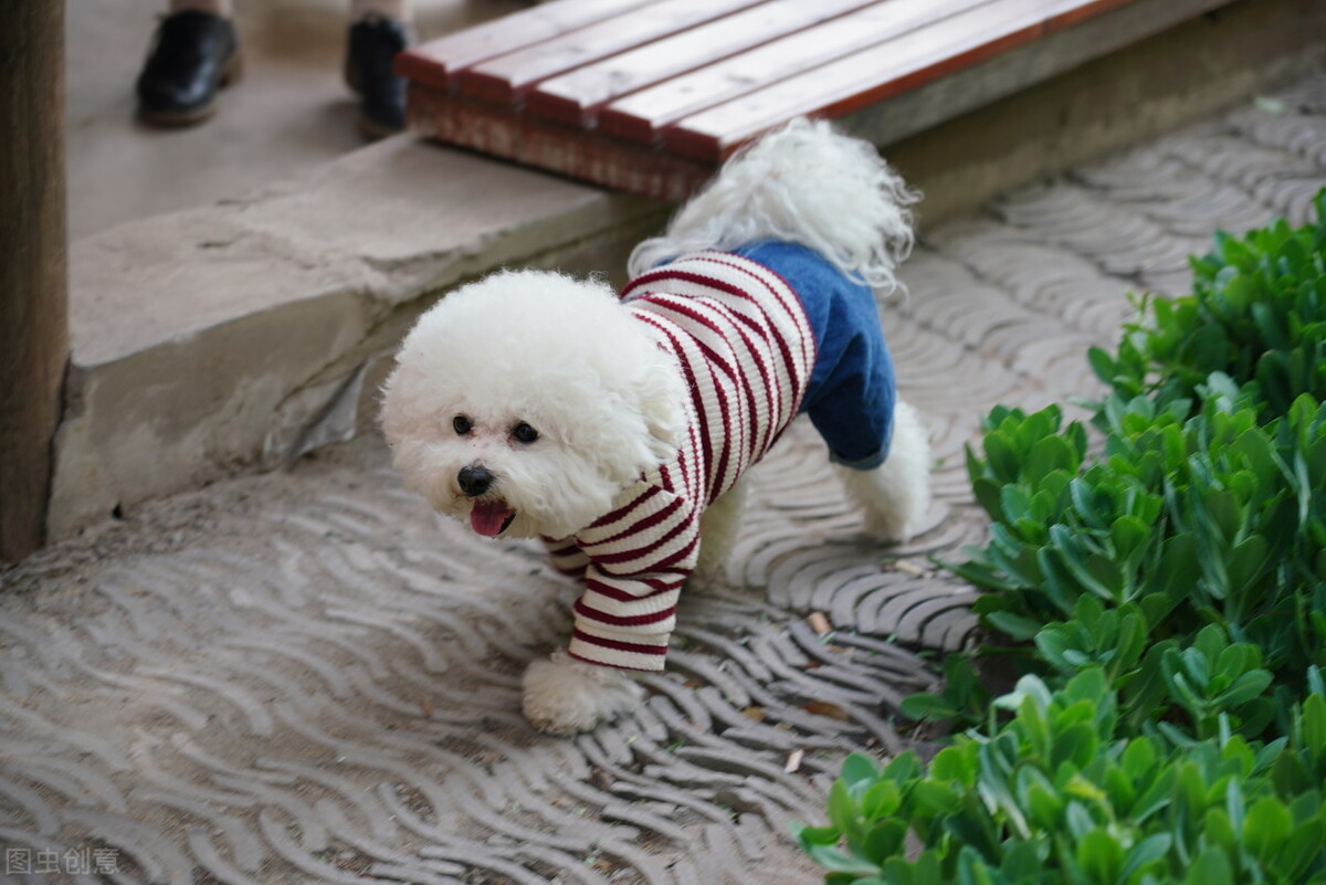 卷毛比雄犬吃什么