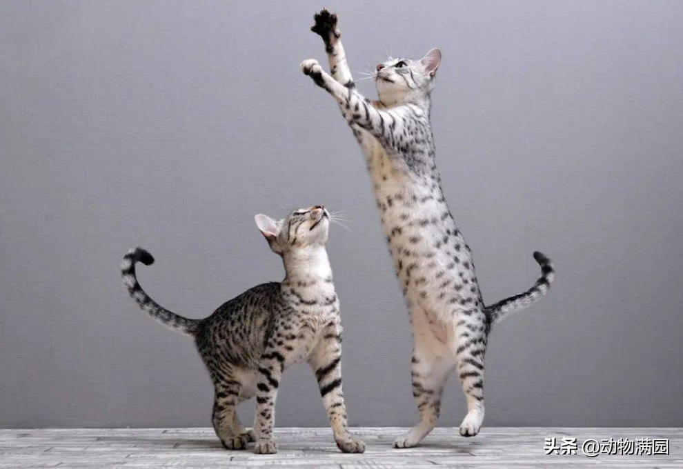 法老王猫是什么