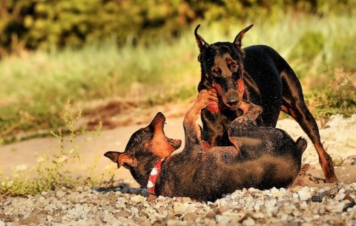 德国宾莎犬长大了有多大