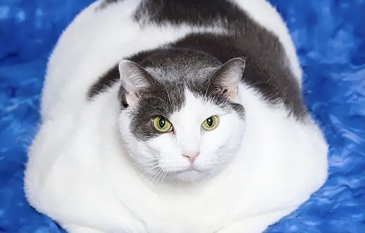 养一只猫的体验