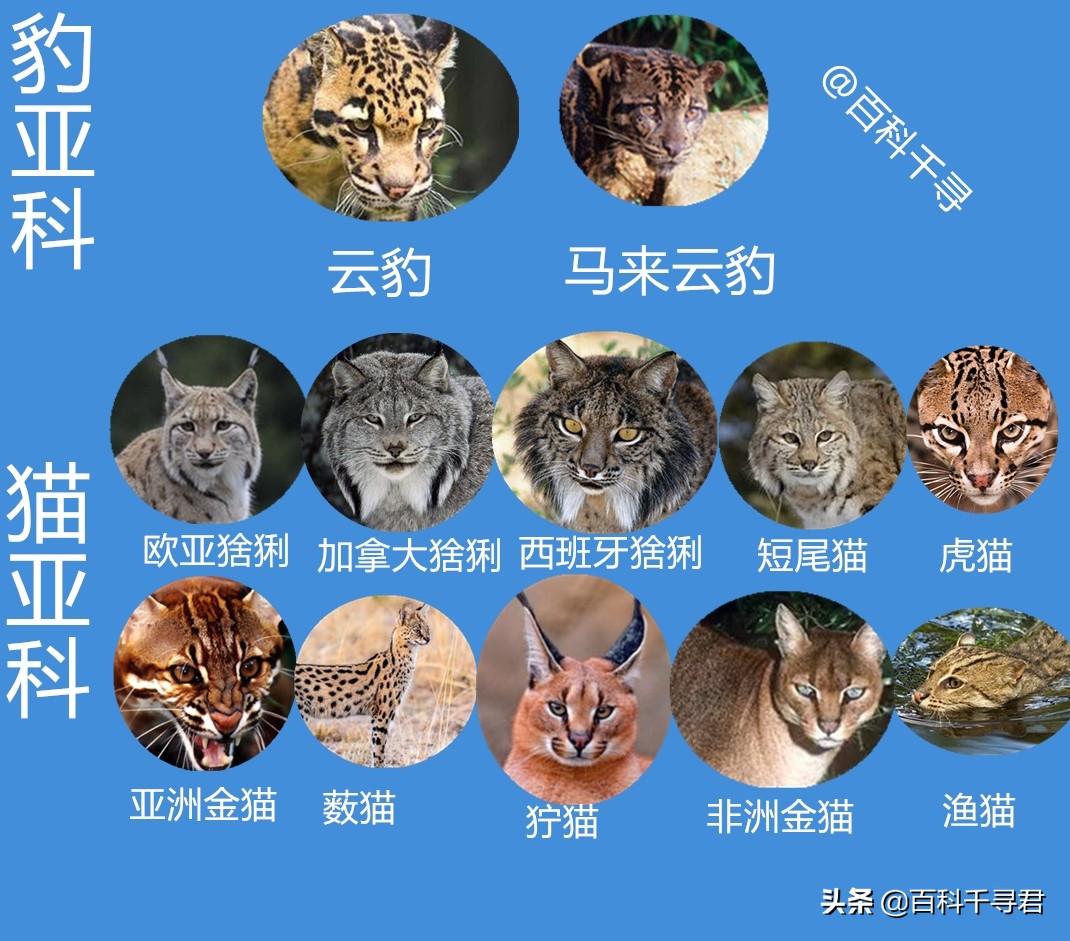 中型猫有多大