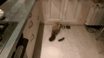 猫咪为什么怕黄瓜