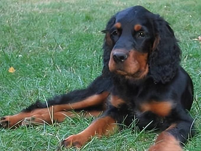 英国雪达犬市场价格