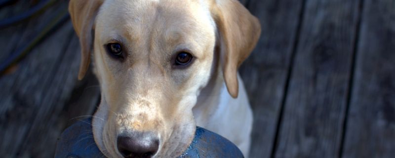 大巴车托运宠物狗