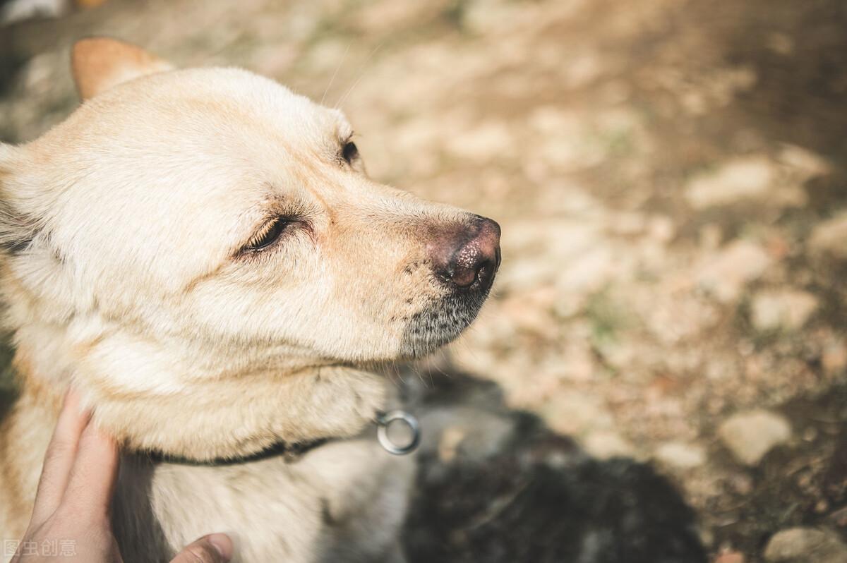 养什么品种的狗狗比较好