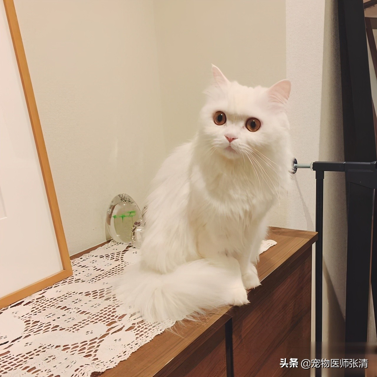 84能杀死猫瘟病毒吗