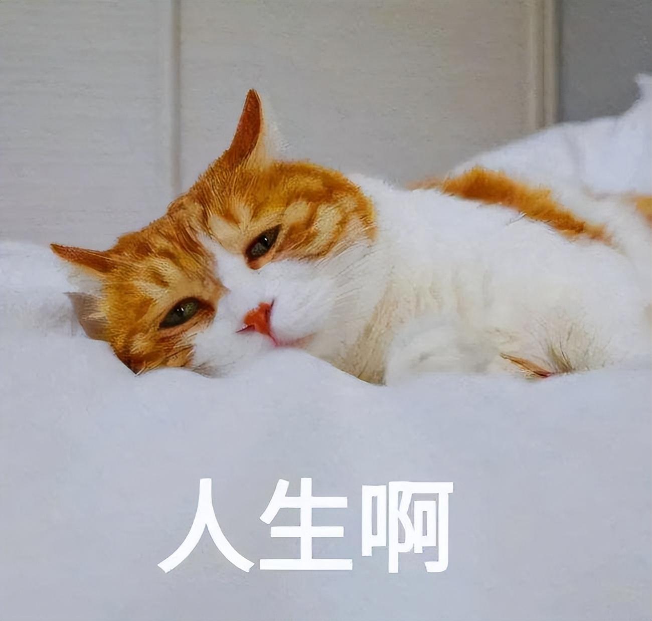 小猫猫瘟临死前身体的反应