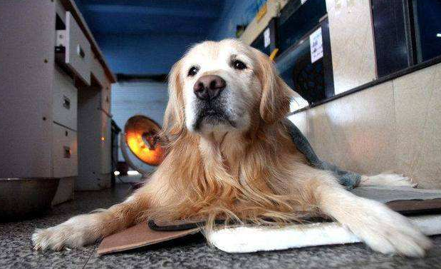 狗狗临死前会有哪些异常表现