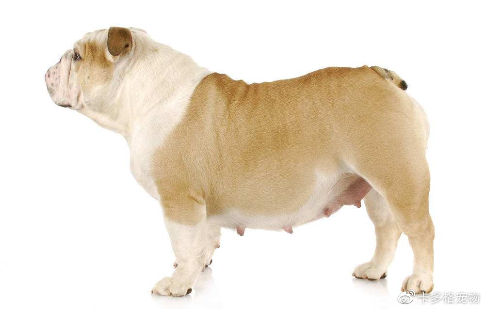 狗狗多久生宝宝比较好