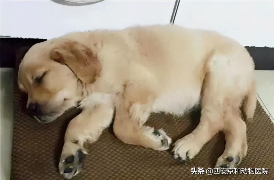 犬瘟多少天算撑过去了