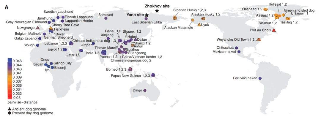 西伯利亚雪橇犬不是哈士奇