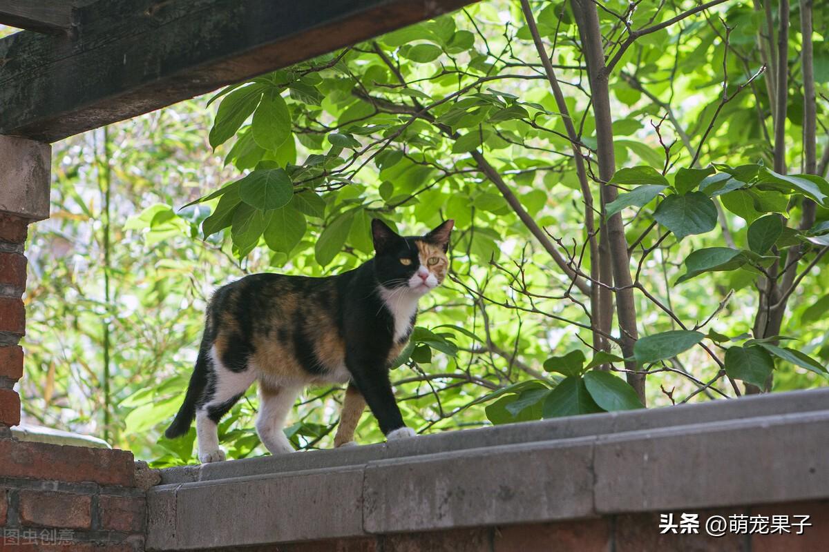 中华田园猫的价格是多少