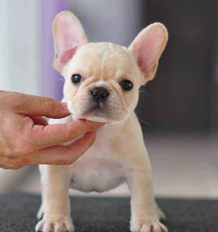 怎么鉴别法斗是不是纯种