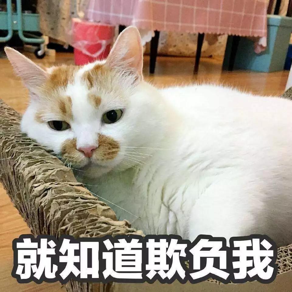 布偶猫独自在家会孤独吗