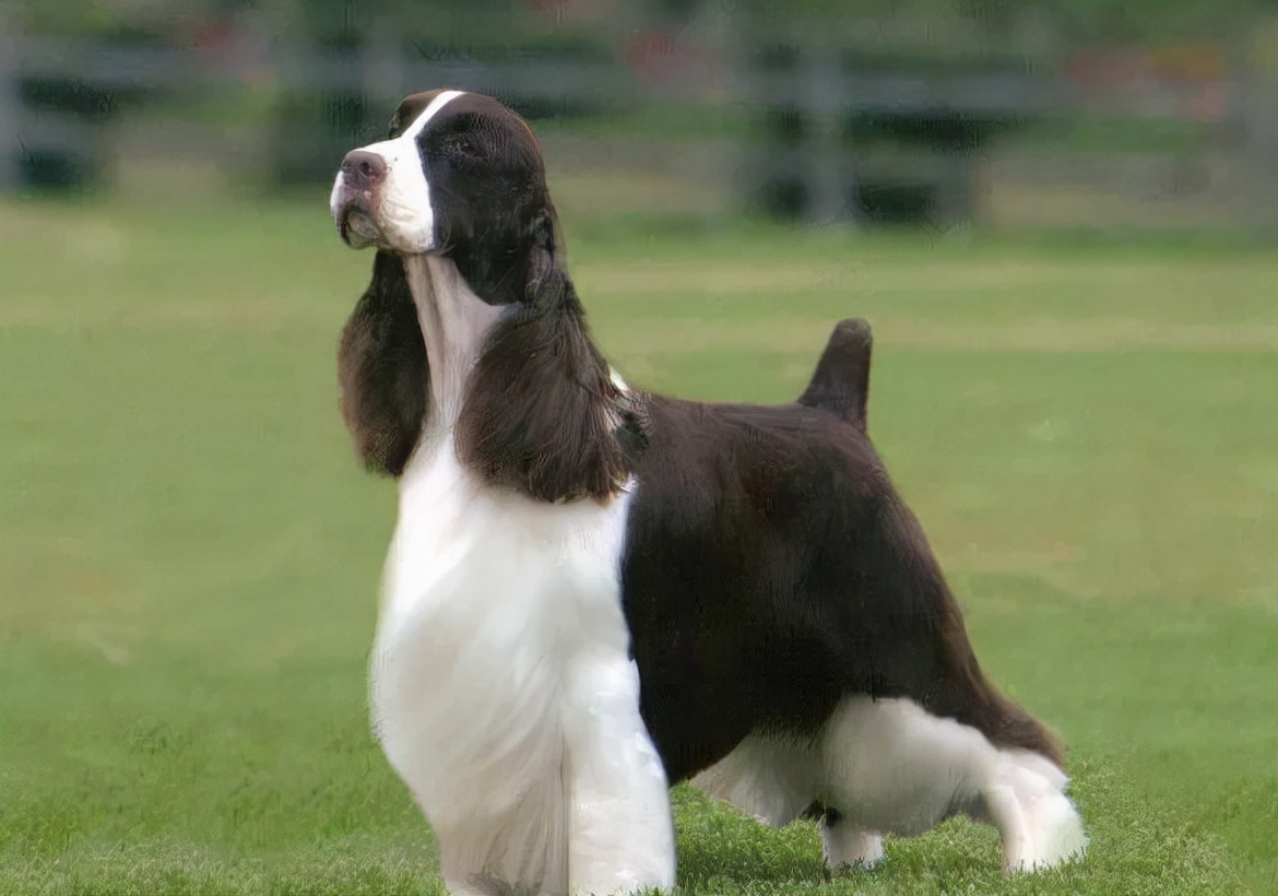 为什么宠物狗尾巴都要断尾