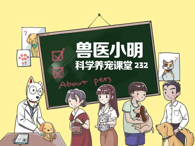 比格猎兔犬好养吗