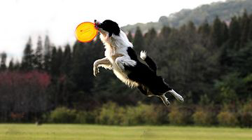 名犬品种大全及图片