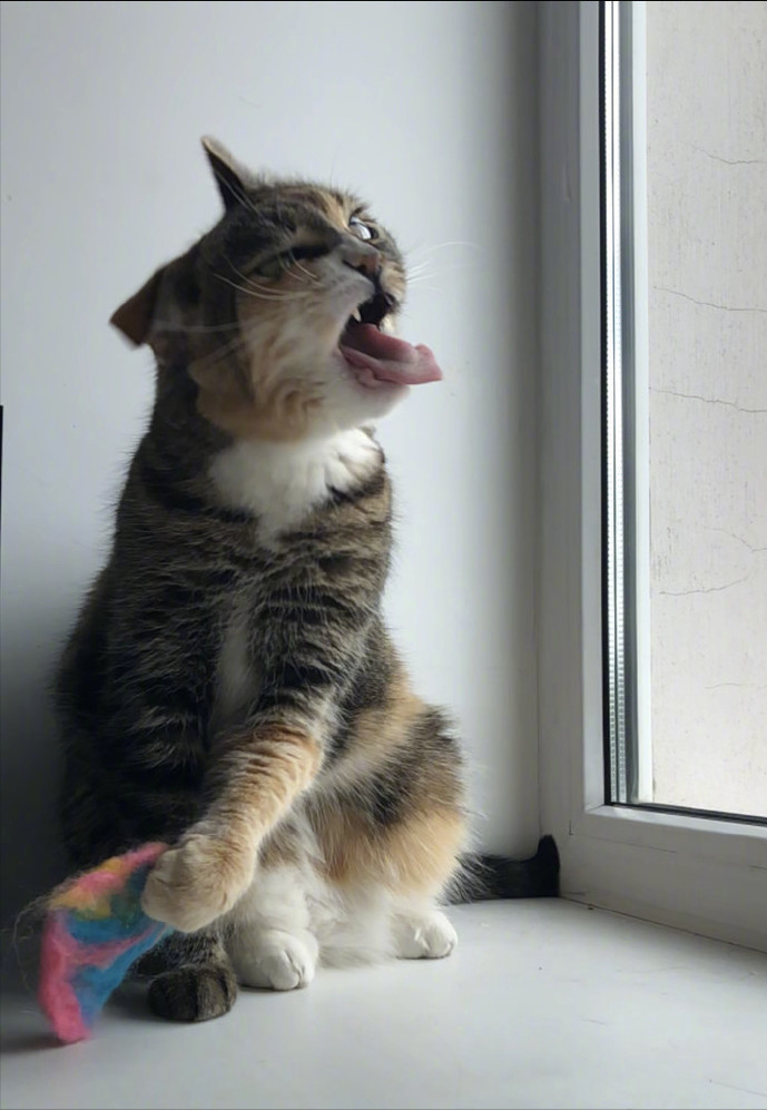 猫咪吐舌头肚子一抽一抽的