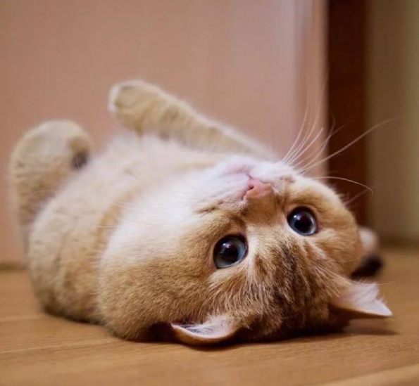 什么品种的猫忠心