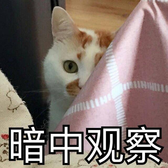便宜的宠物猫多少钱