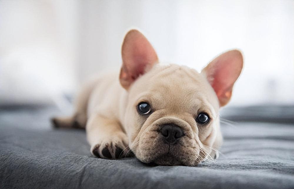 法国斗牛犬多少钱一只