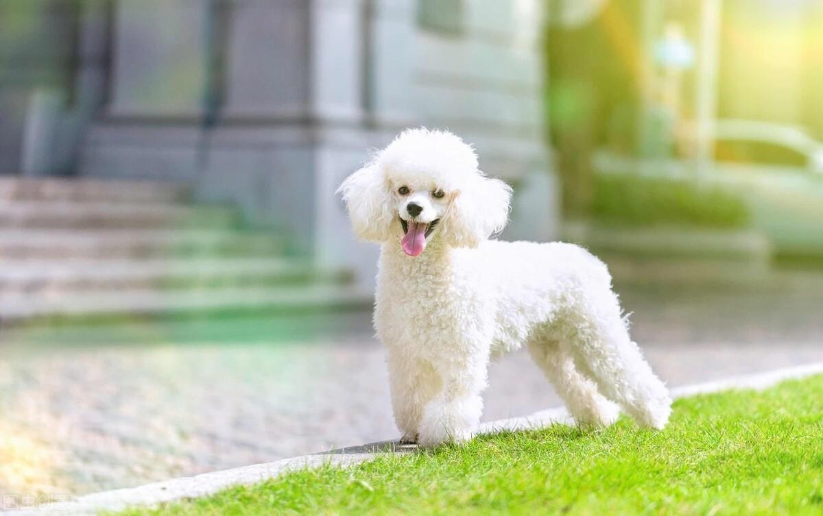 茶杯贵宾的标准是什么