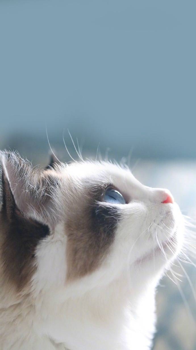 宠物猫喂养指南