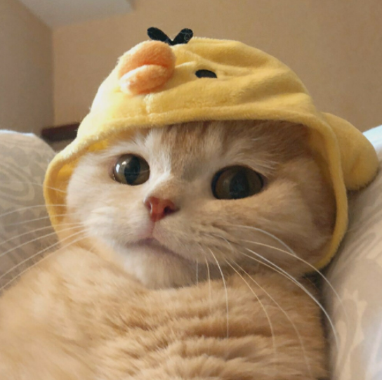 比较常见的宠物猫