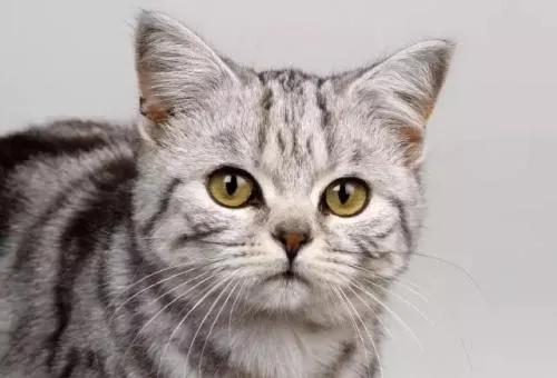 自从养了猫运气就一直不好