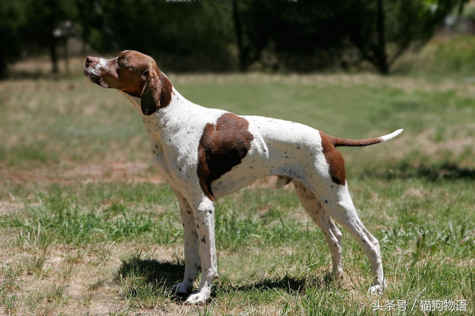 波音达猎犬怎么样