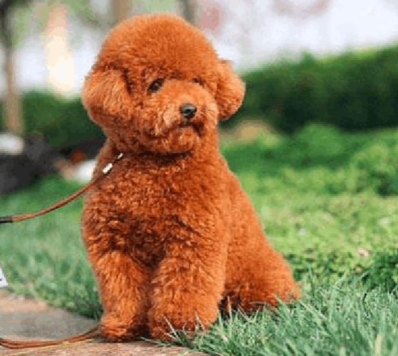 斑点狗一般多少钱一只