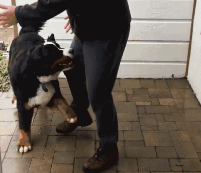 伯恩山犬价格多少钱一只