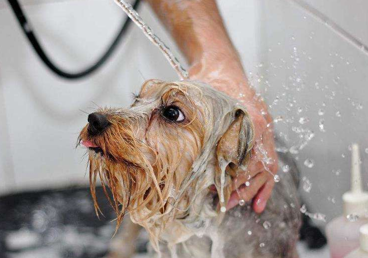 狗狗洗澡水温度多少合适