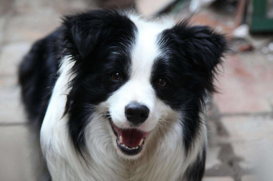 为啥养边牧的人少呢