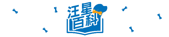 澳大利亚牧牛犬优缺点有哪些