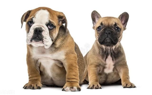 狗狗身上瘙痒怎么办