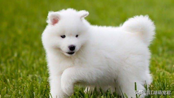 萨摩耶好养吗优缺点有哪些